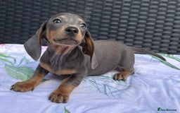 Dachshund dogs for sale: READY NOW MIX MINI DAXIS KC REG PRA CLR - Image 11