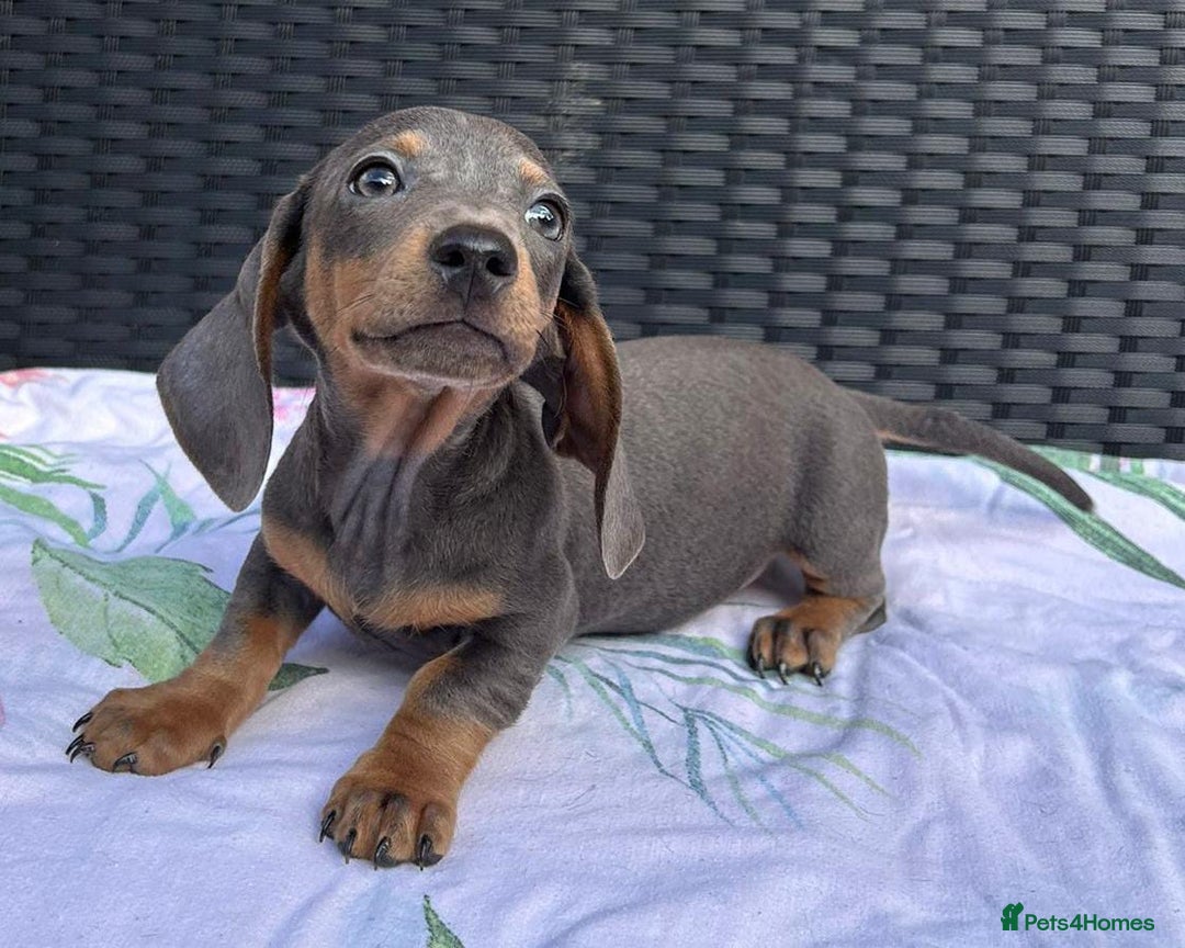 Dachshund dogs for sale: READY NOW MIX MINI DAXIS KC REG PRA CLR - Image 11