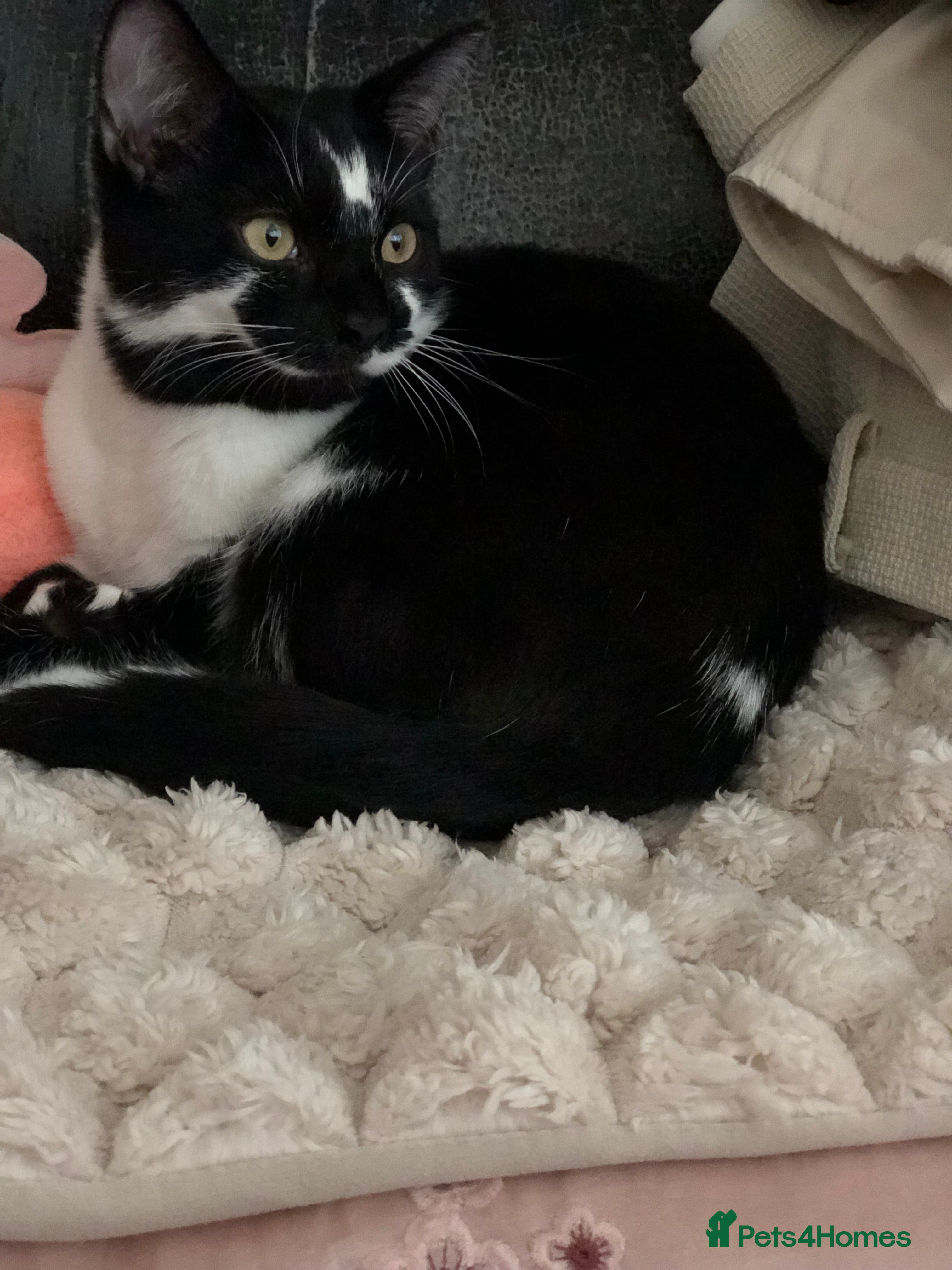 Domestic Shorthair cats Vaccinated Adorable domestic SH boy & calico girl - Advert 23