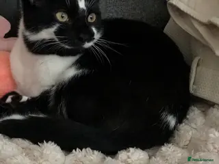 Domestic Shorthair cats Vaccinated Adorable domestic SH boy & calico girl - Advert 23