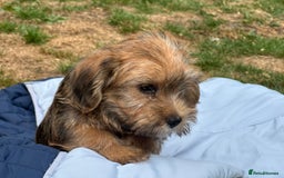 Mixed Breed dogs for sale: Stunning Norfolk terrier x jrt pups ready now - Image 25
