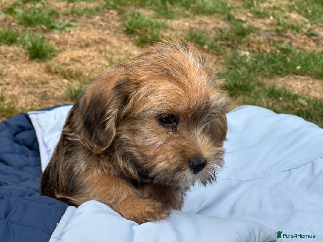 Mixed Breed dogs for sale: Stunning Norfolk terrier x jrt pups ready now - Image 25