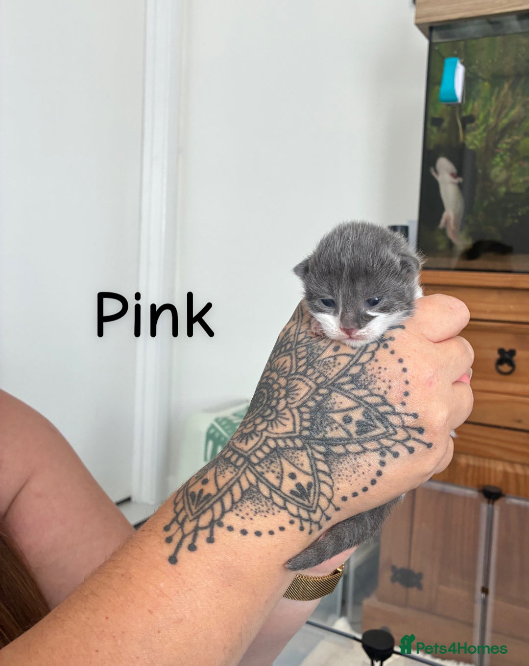 Norwegian Forest Cat cats for sale: Norwegian Forest cat x Scottish straight - Image 8