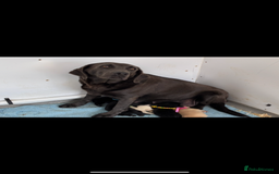 Labrador Retriever dogs for sale: 5 kc Labrador pups  - Image 2