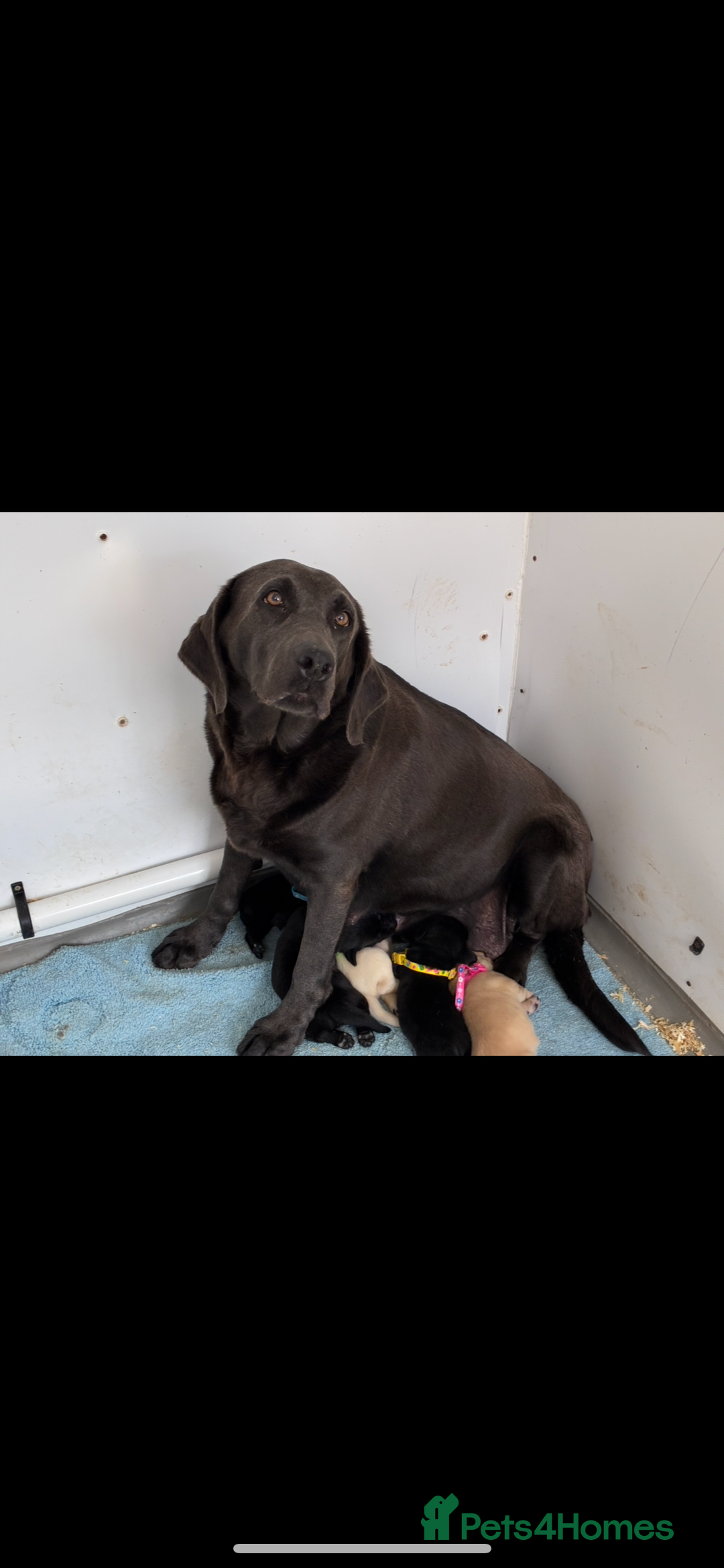 Labrador Retriever dogs for sale: 5 kc Labrador pups  - Image 2
