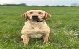 Labrador Retriever dogs for sale: Stunning Working bred yellow Labs Raised in home - Image 9
