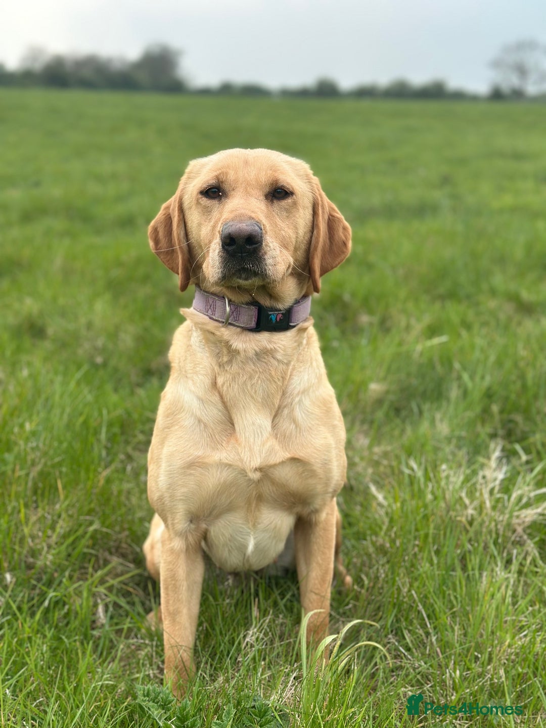 Labrador Retriever dogs for sale: Stunning Working bred yellow Labs Raised in home - Image 9