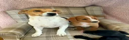 Jackapoo dogs for sale: Jackapoo puppies - Advert 2