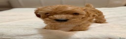 Cavapoochon dogs for sale: Premium Quality Teddy Toy Cavapoochons F1B - Advert 18
