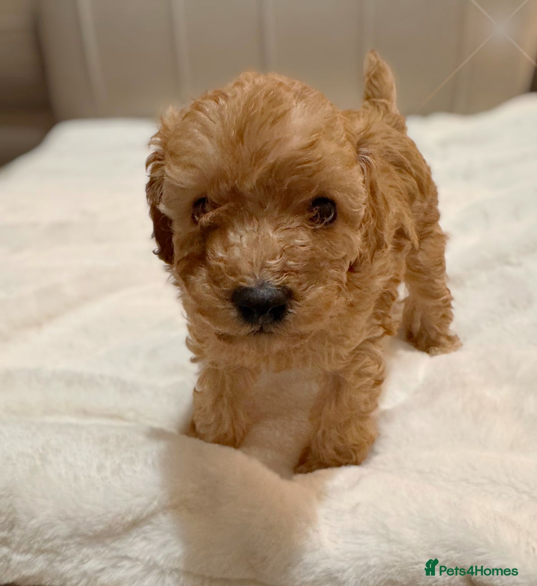 Cavapoochon dogs for sale: Premium Quality Teddy Toy Cavapoochons F1B - Advert 18