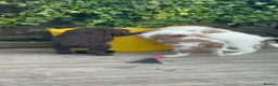 Sproodle dogs for sale: *LAST 2* Outstanding Rare F1 Sproodle’s  - Advert 6