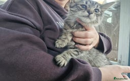 Mixed Breed cats for sale: Mixed Breed Kittens  - Image 11