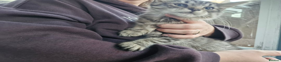Mixed Breed Kitten 2
