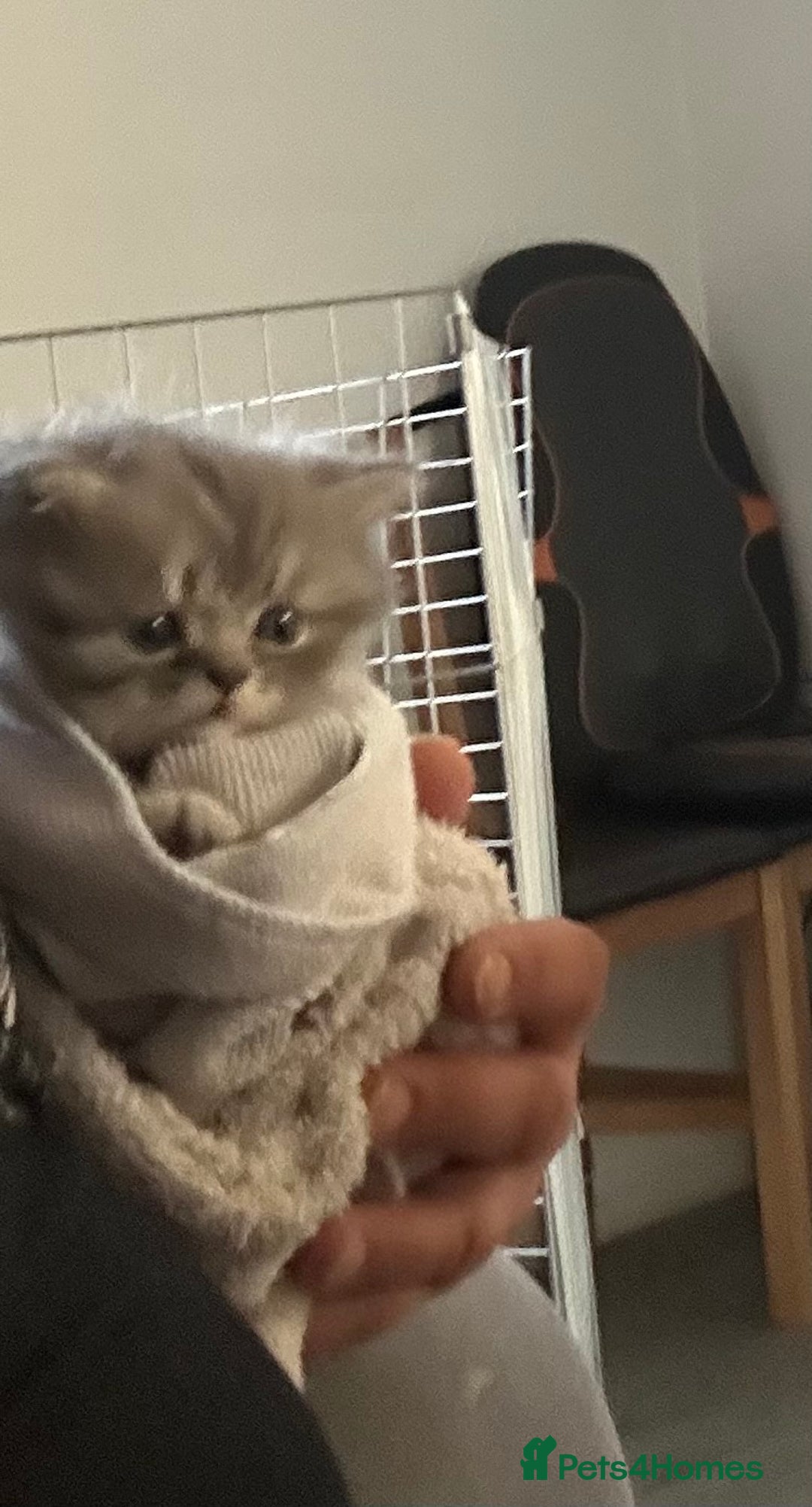 British Shorthair cats for sale: Ready to go amazing kitties  - Advert 8