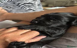 Cocker Spaniel dogs for sale: Black Cocker Spaniel Puppies - Image 12