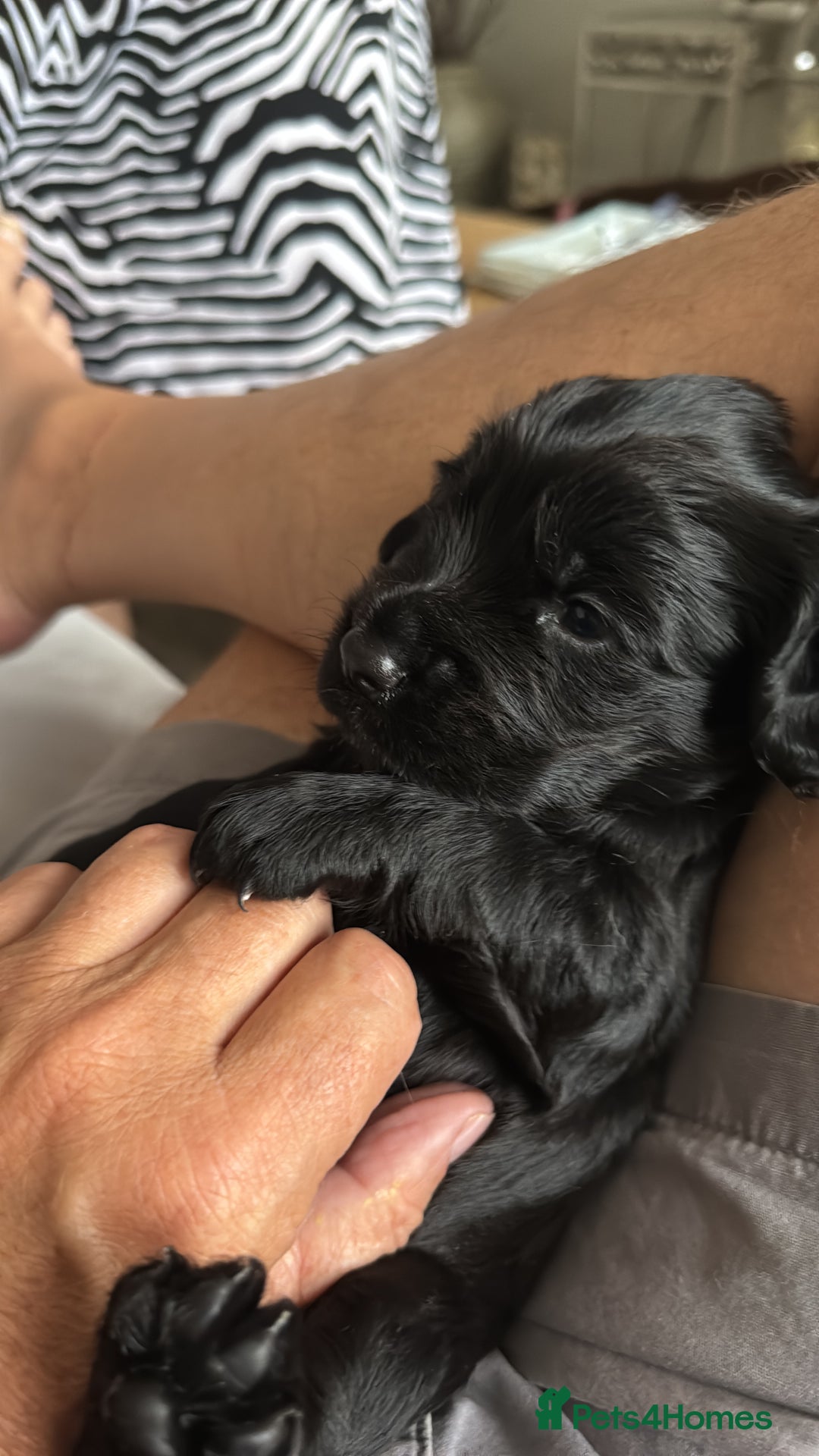 Cocker Spaniel dogs for sale: Black Cocker Spaniel Puppies - Image 12
