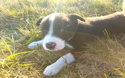 Border Collie dogs for sale: Working Border Collies Puppies - Image 2