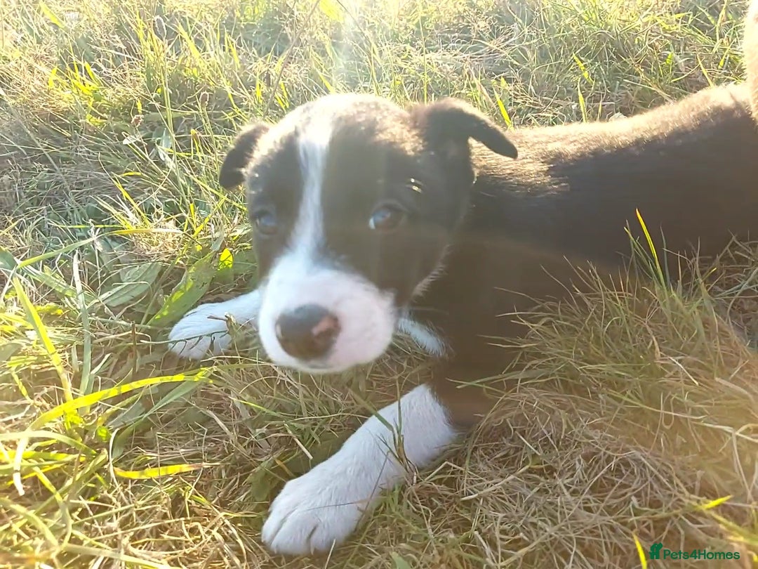 Border Collie dogs for sale: Working Border Collies Puppies - Image 2
