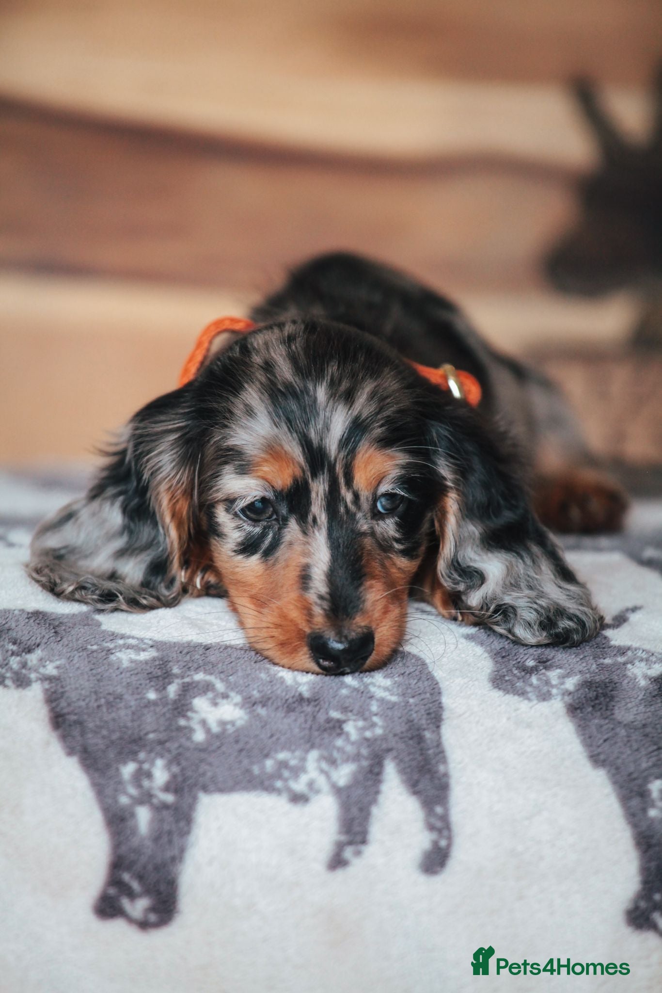 Miniature Dachshund dogs Pedigree Longhaired Miniature Dachshund Waitlist  - Advert 2