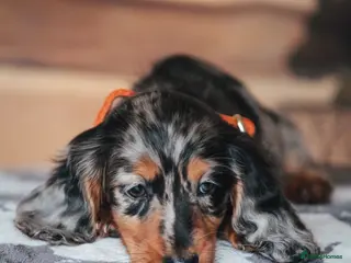 Miniature Dachshund dogs Pedigree Longhaired Miniature Dachshund Waitlist - Advert 2