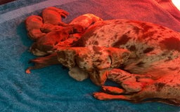 Miniature Dachshund dogs for stud: ⭐️⭐️⭐️KC MINIATURE DACHSHUND FOR STUD⭐️⭐️  in Southampton - Image 18