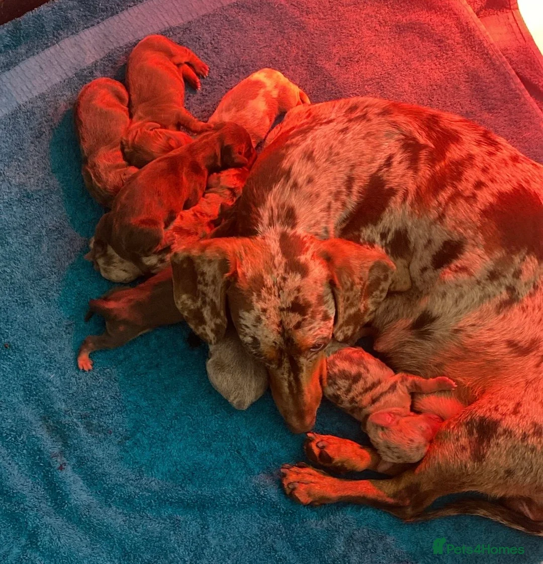 Miniature Dachshund dogs for stud: ⭐️⭐️⭐️KC MINIATURE DACHSHUND FOR STUD⭐️⭐️  in Southampton - Advert 18