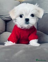 Maltese dogs 🌟Stunning Tiny Korean Maltese KC Reg🌟 - Advert 8