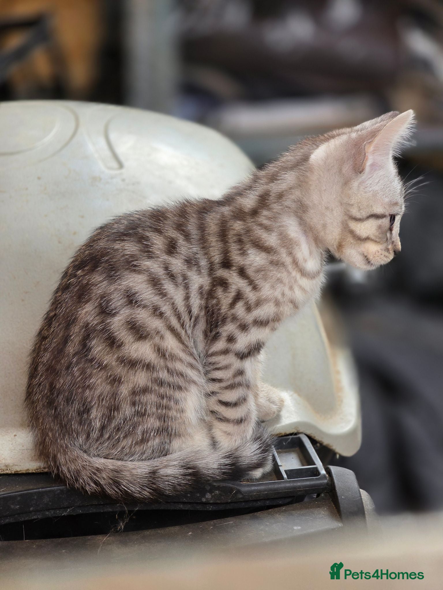 Bengal cats Beautiful Bengal x kittens for sale - Advert 2