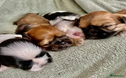 Shih Tzu dogs for sale: Adorable Imperial Shih Tzu Puppies - Image 1