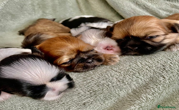 Shih Tzu dogs - Advert 2