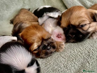 Shih Tzu dogs - Advert 3