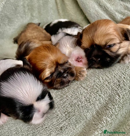 Shih Tzu dogs - Advert 7