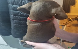 Miniature Dachshund dogs for sale: 6 beautiful miniature Dachshund 7 weeks old - Image 4
