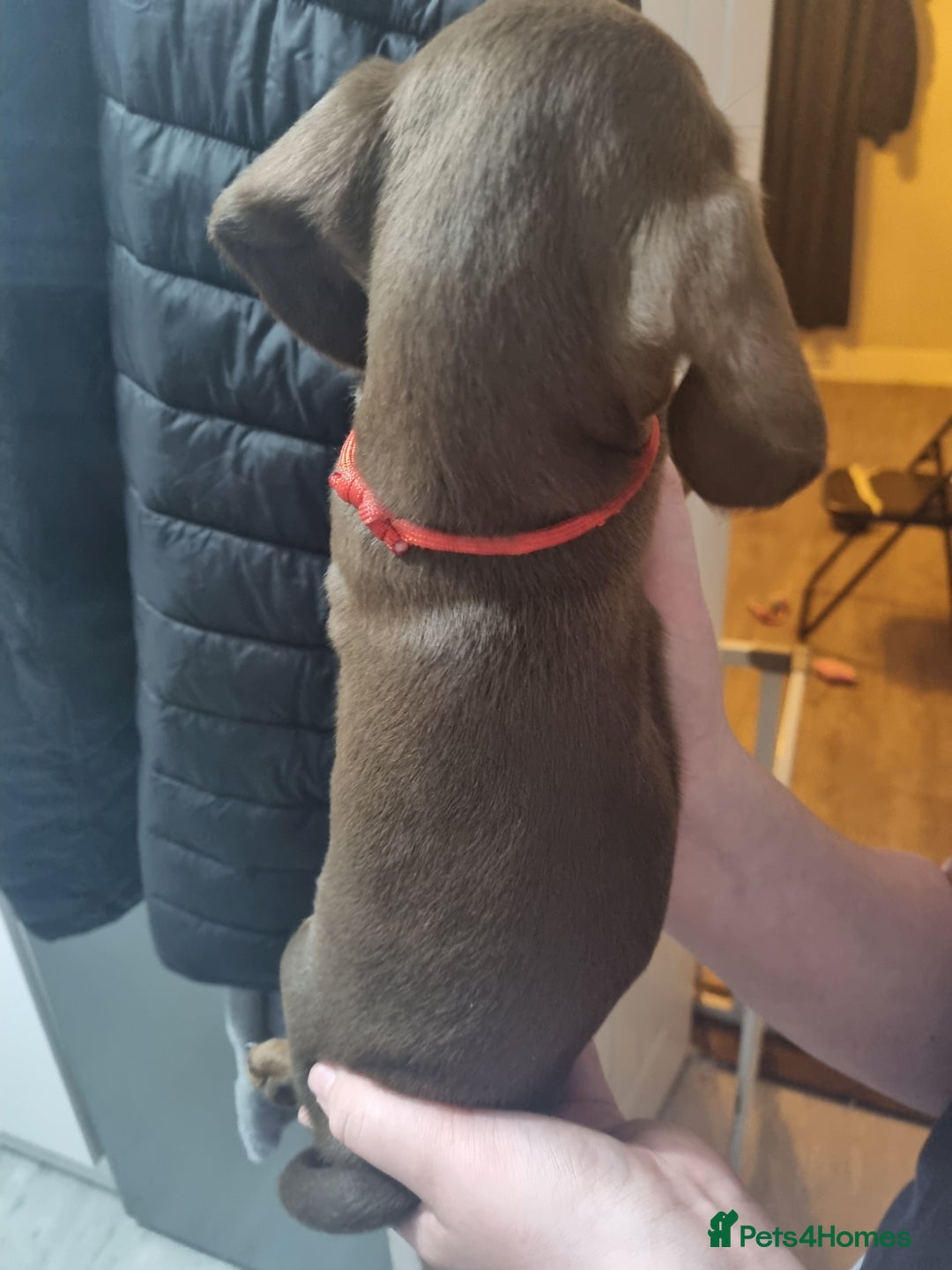 Miniature Dachshund dogs for sale: 6 beautiful miniature Dachshund 7 weeks old - Image 4