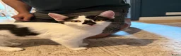 Mixed Breed cats for sale: Kitten looking for forever home - Advert 1