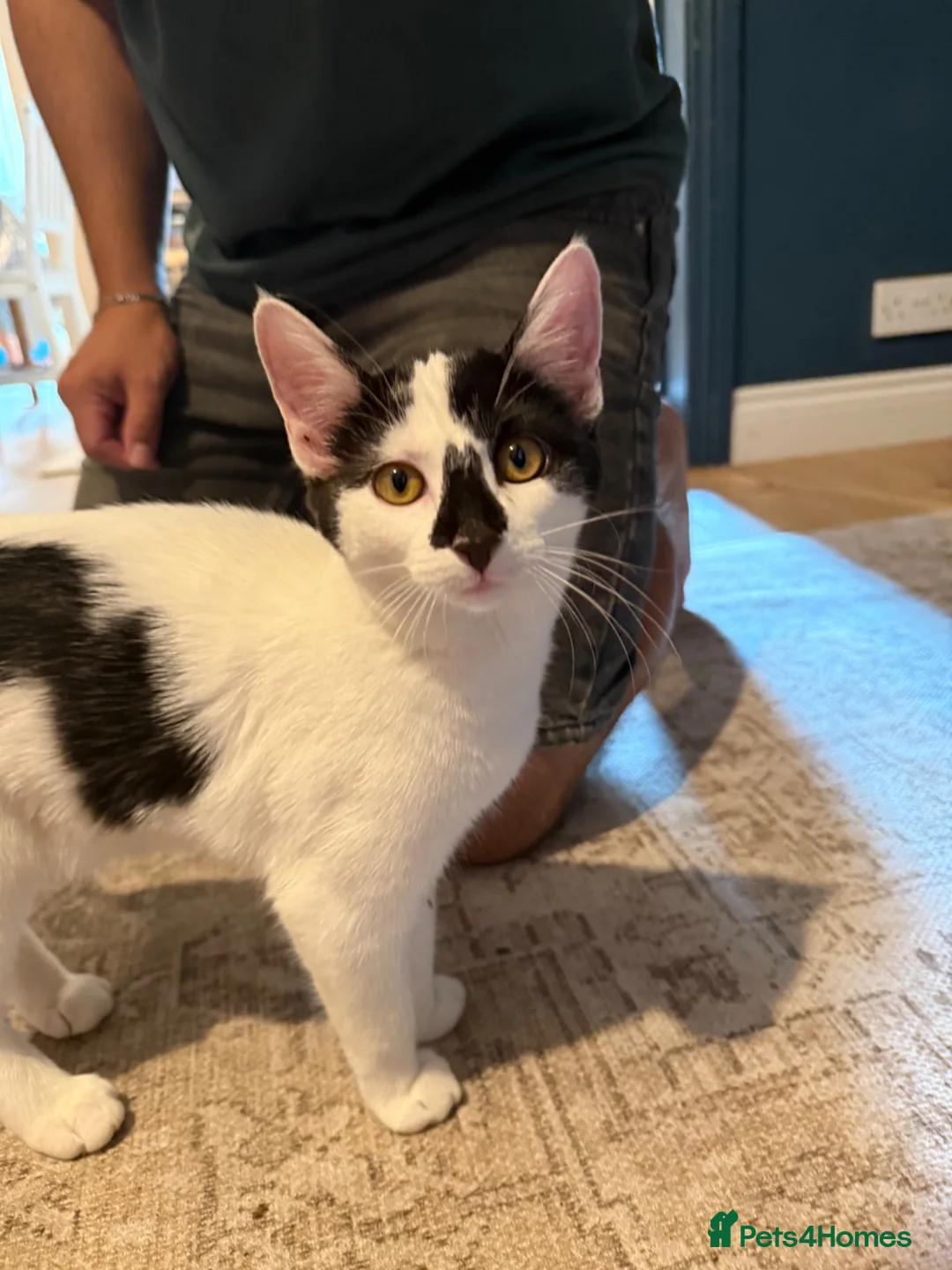 Mixed Breed cats for sale: Kitten looking for forever home - Advert 1