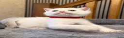 British Shorthair cats for sale: 🐾 Adorable Kittens Looking for a Loving Family 🐾 - Advert 12