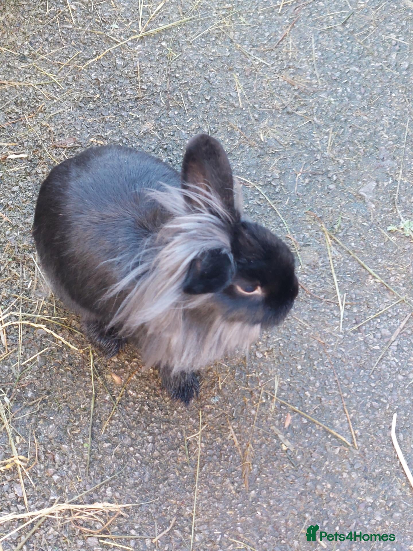 Mixed Breed rabbits Male mixed breed rabbits - Advert 7