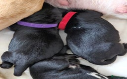 Mixed Breed dogs for sale: Puppies for sale  - Image 18