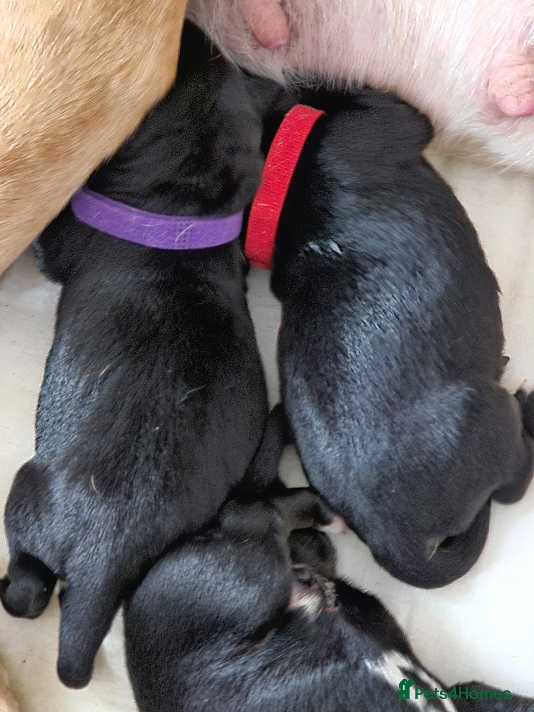Mixed Breed dogs for sale: Puppies for sale  - Image 18