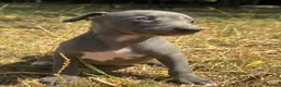Whippet dogs for sale: KC REG BLUE WHIPPETS BVA AND HEART TESTED PARENTS - Advert 21