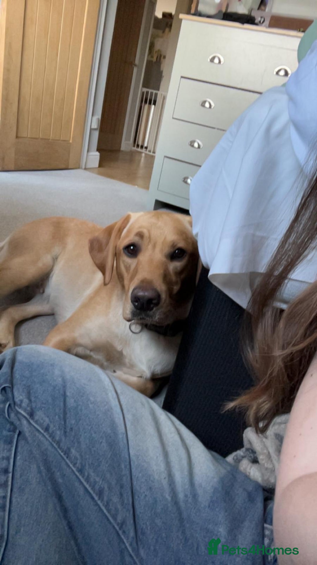 Labrador Retriever dogs for sale: KENNEL CLUB REGISTERED LABRADOR PUPPIES  - Advert 5