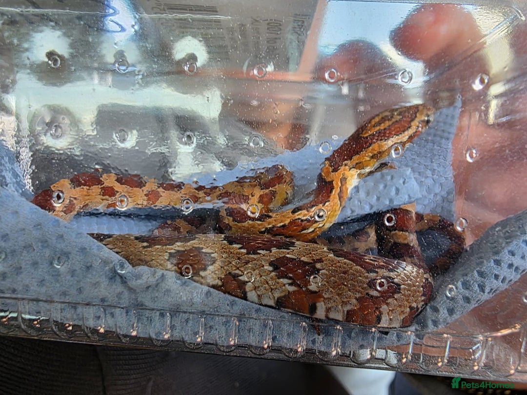 Corn Snake reptiles for sale: Corn Snake - Image 5