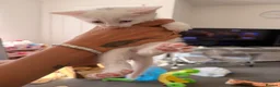 Ragdoll cats for sale: 4 beautiful ragdol x kittens  - Advert 5
