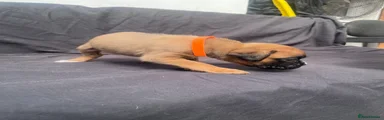 Boxer Puppy 8