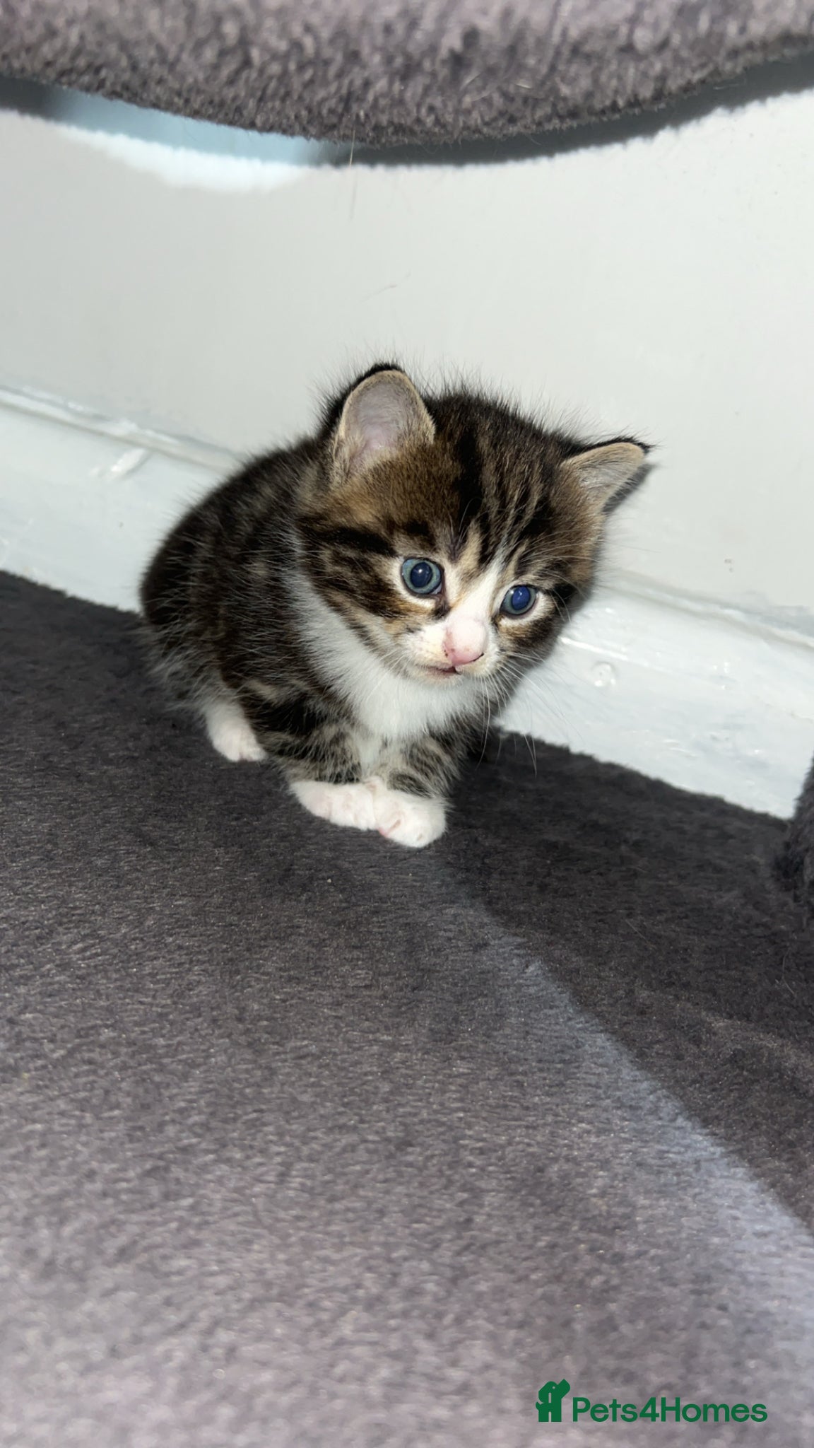 Mixed Breed cats Kittens for adoption  - Advert 19