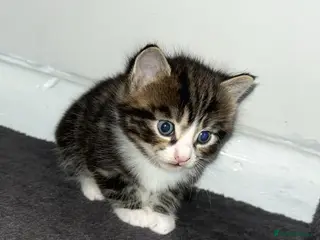 Mixed Breed cats Kittens for adoption - Advert 19