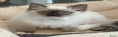Ragdoll Kitten 2