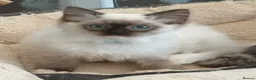 Ragdoll cats for sale: GCCF registered Ragdol kittens  - Advert 11