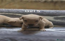 Labrador Retriever dogs for sale: Beautiful golden Labrador puppies  - Image 8